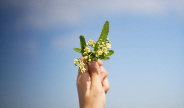 Ihlamur faydaları nelerdir? Ihlamur neye iyi gelir, zararı var mı?